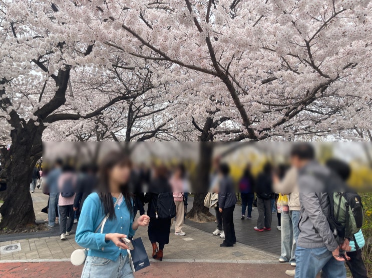  2026 여의도 영등포 윤중로 벚꽃축제 장소 시기 주차장 개화현황까지