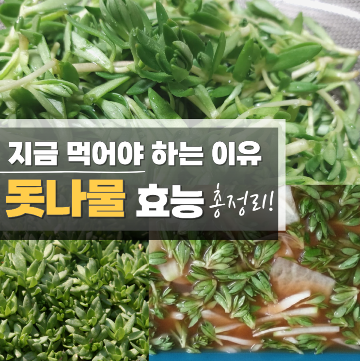  돗나물 효능 부작용 물김치 먹는법 성분