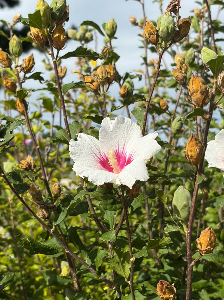  [울릉도 여행] 3박 4일 일정 코스 공유 및 경비, 경북 e누리티켓