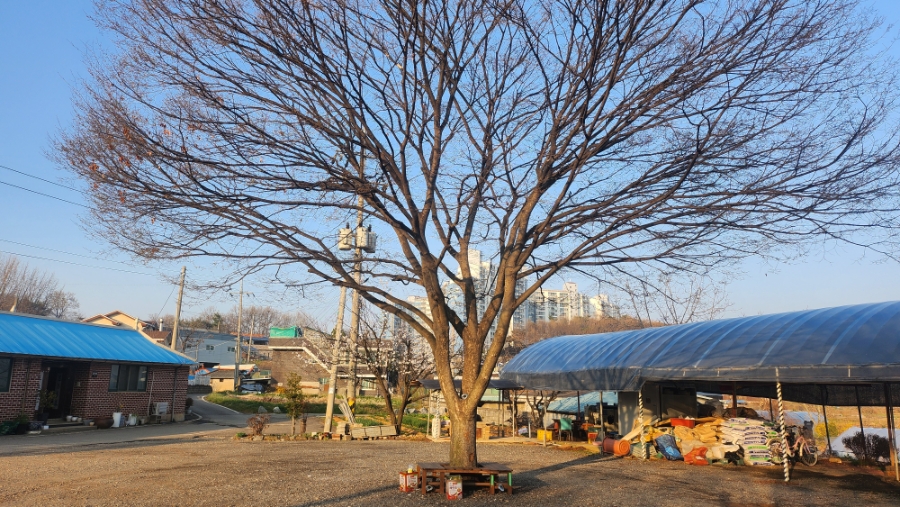 꾸지뽕능이백숙 사진 4