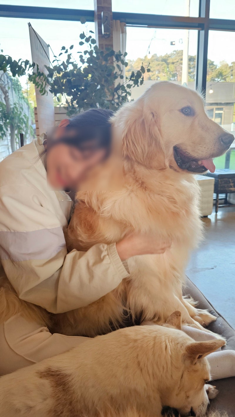 천안 유기견 카페 추천  대형견 좋아한다면 꼭 가봐야 할 힐링 명소, ‘잇츠독정원’