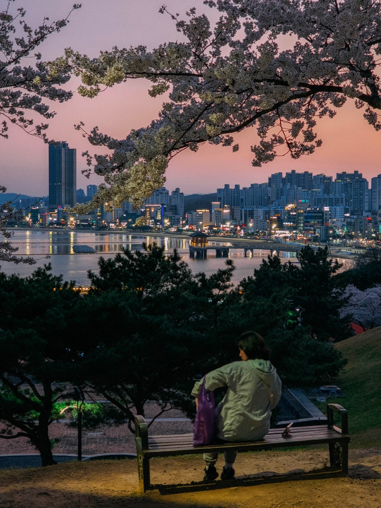  포항 벚꽃 명소, 환호공원(주차장, 가는법)