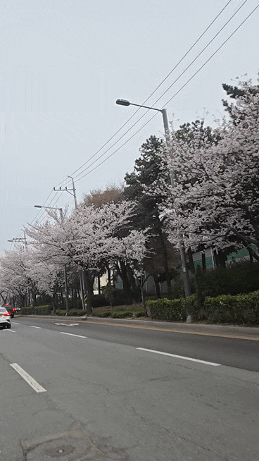  [260331,0401,02,03] 복싱 14,5,6,7회 (봄이다, 주말일상, 벚꽃)