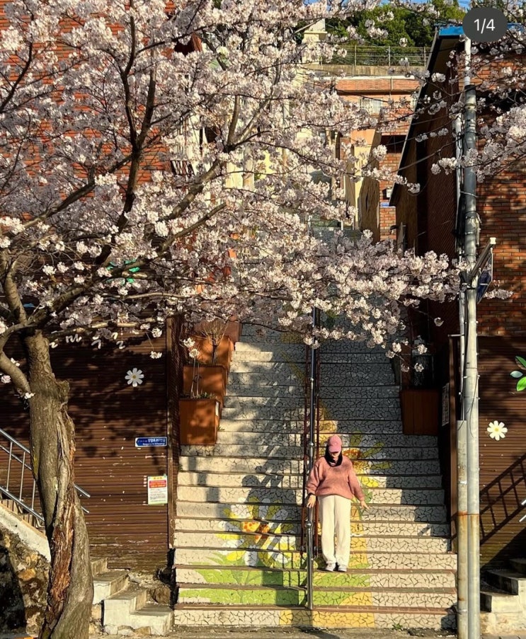  2026년 4월 부산벚꽃명소 부산동구~ 중구~서구산복도로 벚꽃개화현황 포토스팟까지!!