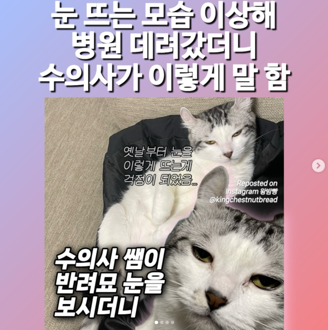  눈 뜨는 모습 이상해 병원 데려갔더니 수의사가 이렇게 말 함