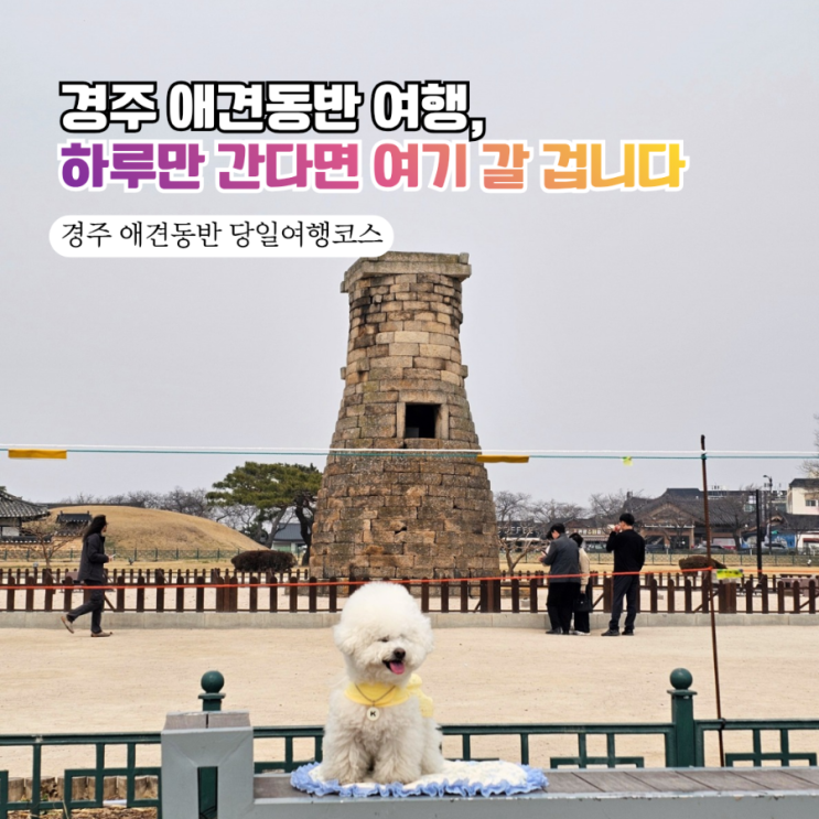  경주 애견동반 여행코스 BEST! 첨성대부터 황리단길까지 댕댕이와 완벽한 하루 코스 (이치니산도/우엉김밥)