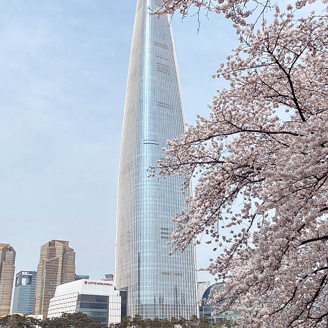 퇴사 후 첫 벚꽃