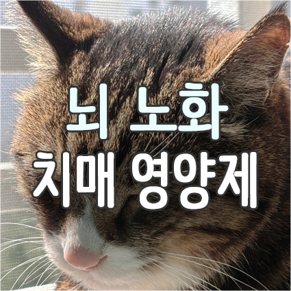 강아지 고양이 치매 영양제 포스파티딜세린 PS 효능_노견 노묘 불안 울음 뇌인지 뇌건강 노화 보조제