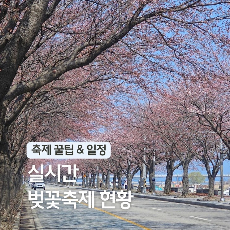  양양 남대천 벚꽃 축제 일정 주차 위치 : 강원도 여행 4월 가볼만한곳 놀거리