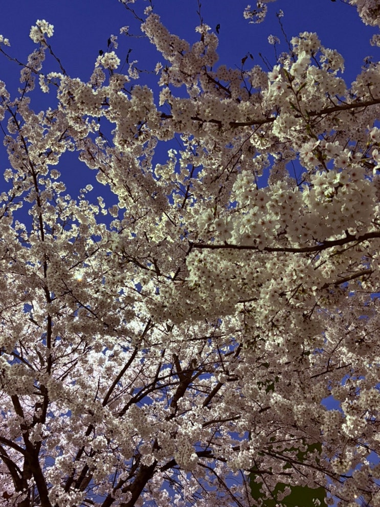  뚝섬 한강공원 벚꽃 구경 (금요일, 사람, 한강공원 벚꽃, 만개) | 