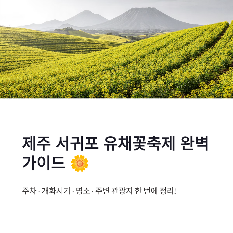 제주 서귀포 유채꽃축제 주차장 가는 방법 명소 개화시기 주변 관광지 총정리
