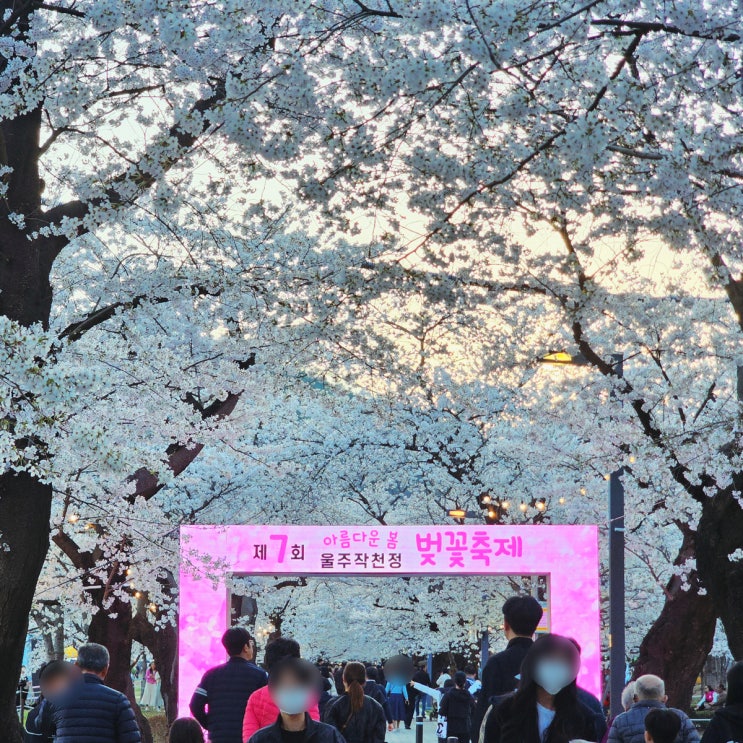  울산 언양 벚꽃명소 작천정 벚꽃길 실시간 개화상황 먹거리