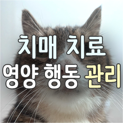 강아지 고양이 치매 관리(영양제 환경 행동) 노묘 노견 인지기능장애 증후군 CDS 치료 및 보조제