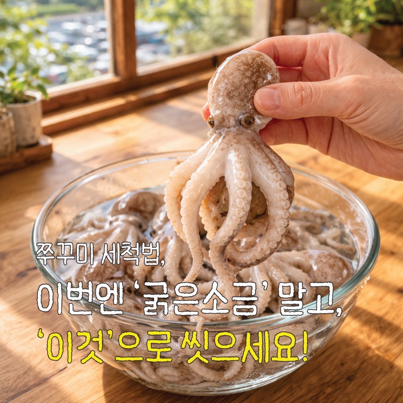 쭈꾸미 세척법, 아직도 소금으로 문지르시나요? (제철시기, 효능, 냉동 보관법)