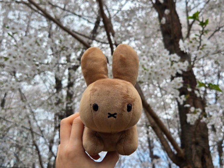  [검배근린공원] 서울 근교 구리 벚꽃 명소 점심 데이트 주차장 정보