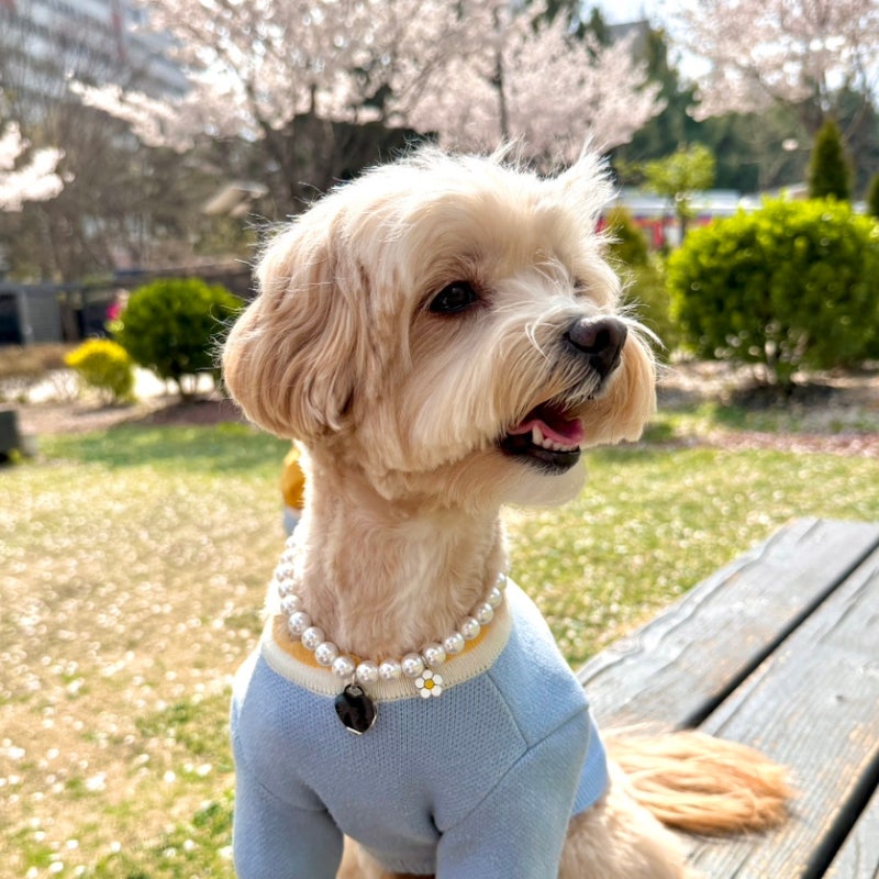 귀여운강아지목걸이추천 주당탕탕 진주인식표로 봄산책 감성 완성