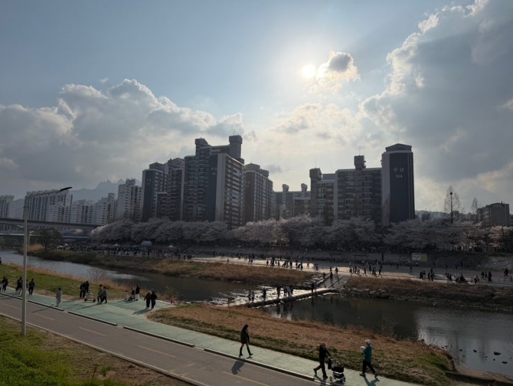  [의정부 벚꽃] 3km 벚꽃 터널의 장관! 동막교~호원동 숨은 명소 완벽 정리! (이번 주말 여기! 의정부 중랑천 벚꽃축제 즐길거리부터 야간 명소까지~)