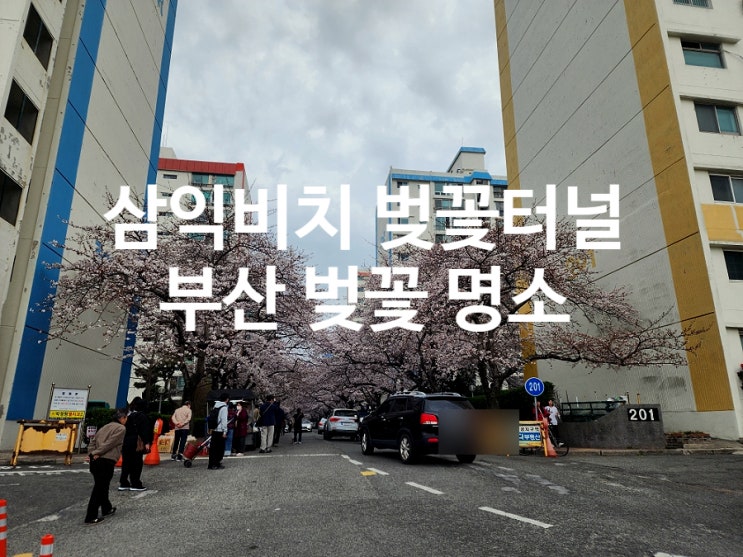  부산 벚꽃 명소 남천동 삼익비치 벚꽃길 터널 실시간 개화시기