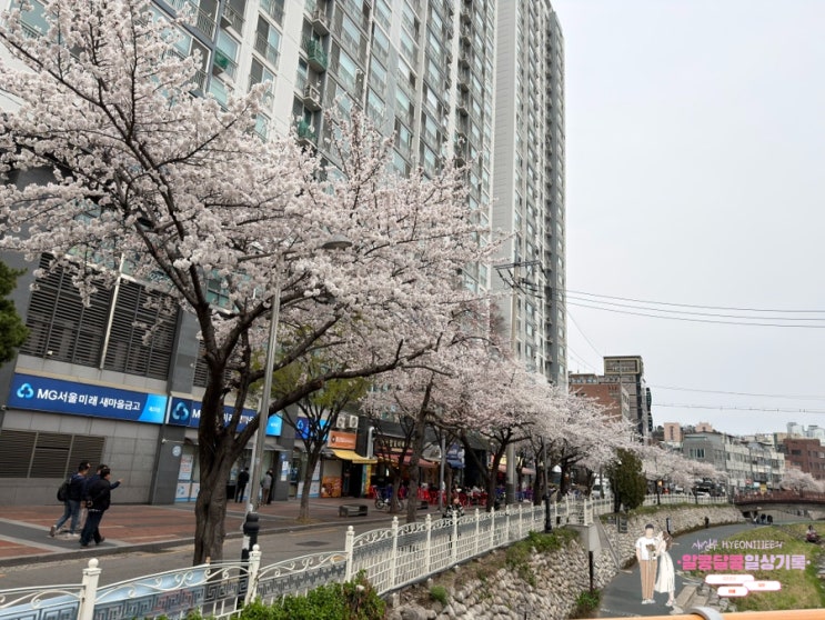  성북천 벚꽃 데이트 '싱싱소한마리'! 야장 감성 폭발하는 가성비 고기집