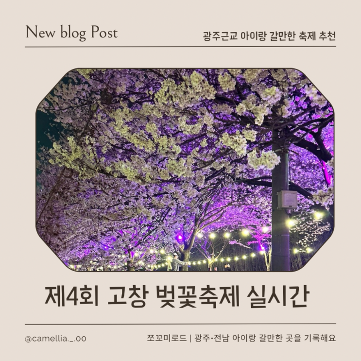  2026년 고창 벚꽃축제 실시간 후기 ! 주차·사람·개화 상태 총정리