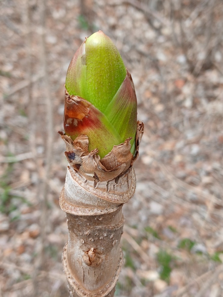  자연산 두릅!(Korean Aralia Shoot)
