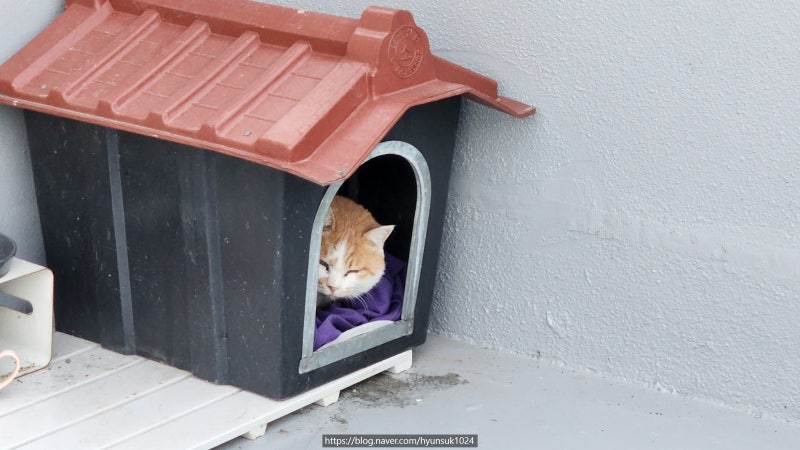 길고양이 은신처 겨울집 만들기