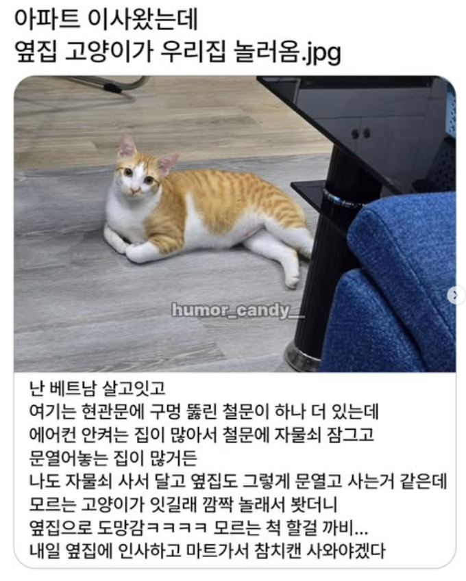  아파트 이사왔는데 옆집 고양이가 우리집 놀러옴