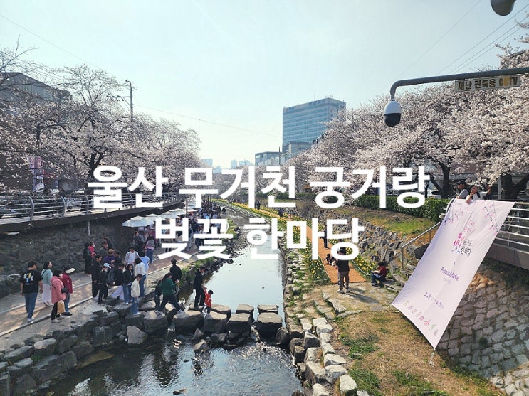  울산 벚꽃 명소 무거천 궁거랑 축제 주말 나들이 장소 추천