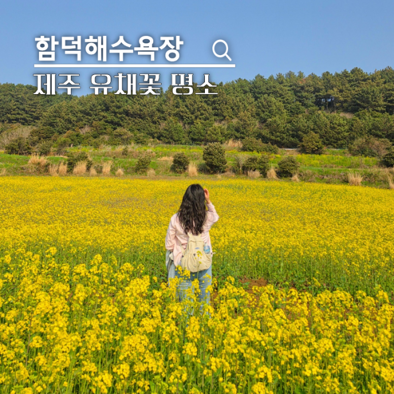 제주 동쪽 함덕해수욕장 서우봉 유채꽃 개화 상황 주차장 팁