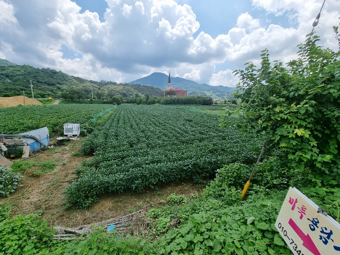  충청북도 충주시 동량면 조동리 1345-1 토지 급매 수준의 반값 이하 경매 2023타경1728