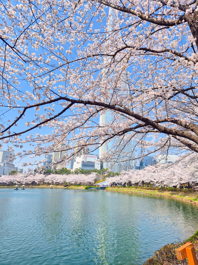  서울 벚꽃 명소 3곳 실시간 비교 서울어린이대공원, 여의도 벚꽃축제, 석촌호수