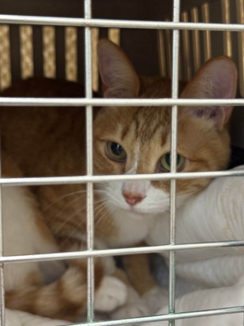 [육묘일기 18] 6살 고양이 건강검진ㅣ창원 유니온 동물병원ㅣ