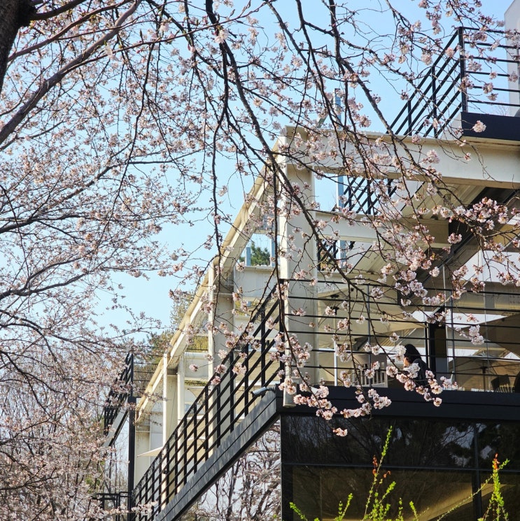  부산 벚꽃 카페 우디브룩 사상 고양이 숲속카페 버터떡 후기