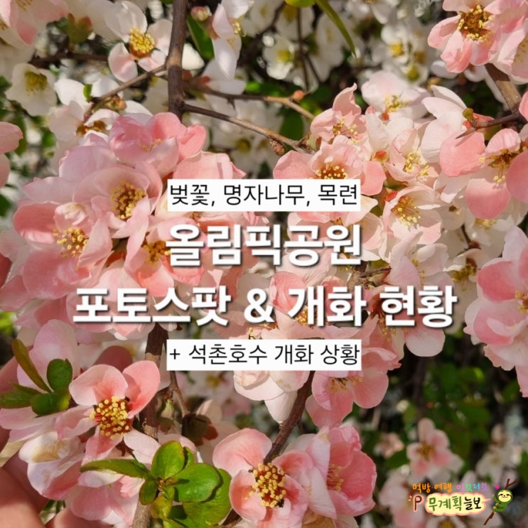  올림픽공원 벚꽃 명자나무 포토스팟 석촌호수 개화 실시간 상황 동네주민이 알려드림