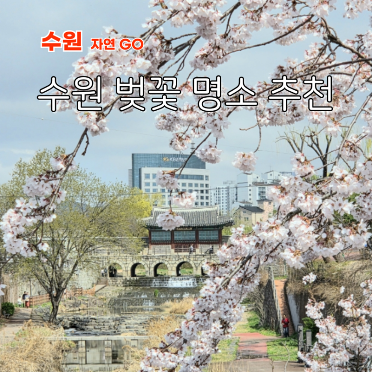  수원 벚꽃 명소 BEST2 만석공원 수원화성 성벽길 경기도 실시간 개화 총정리