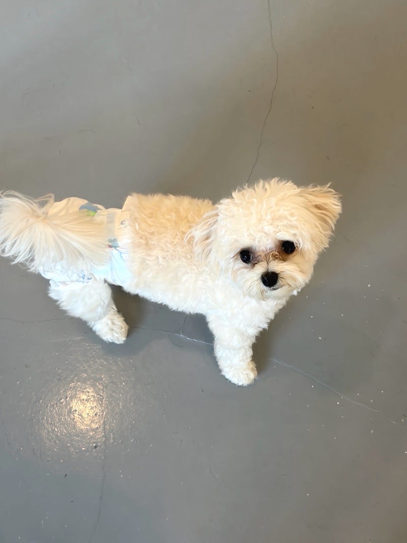 루이비독