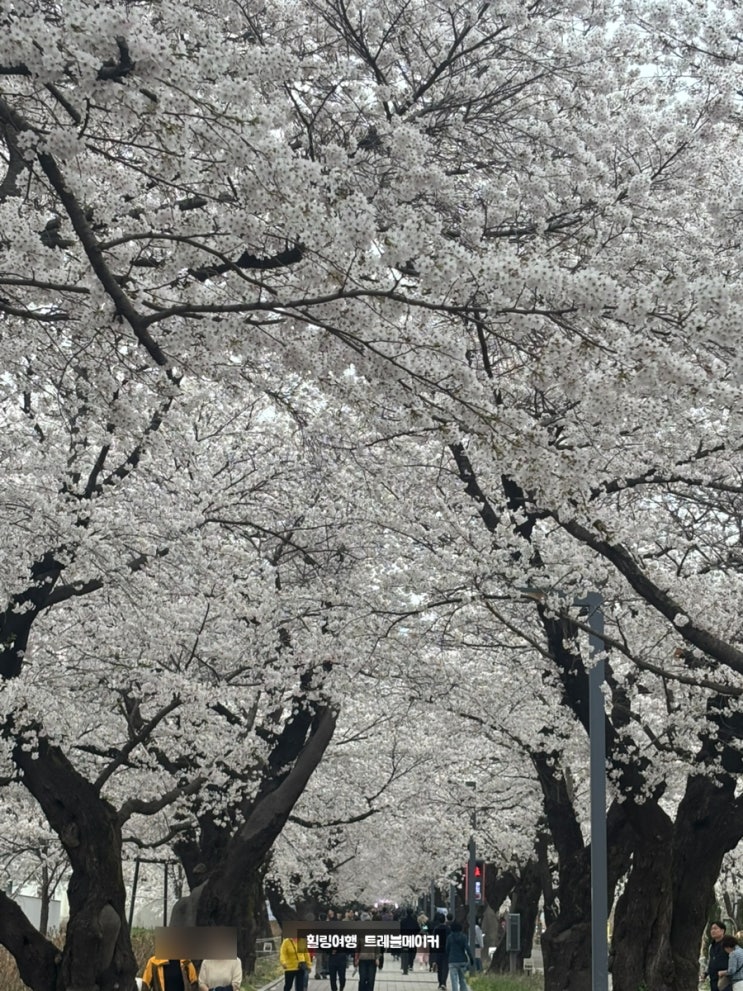  작천정 벚꽃 축제 실시간 현황 울산 이너리트 카페 언양 가볼만한 곳