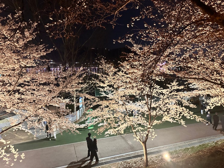  단대호수 천호지 벚꽃 4월3일 현황 주차장 좁혀져서 나가는 길 힘들었음 일기