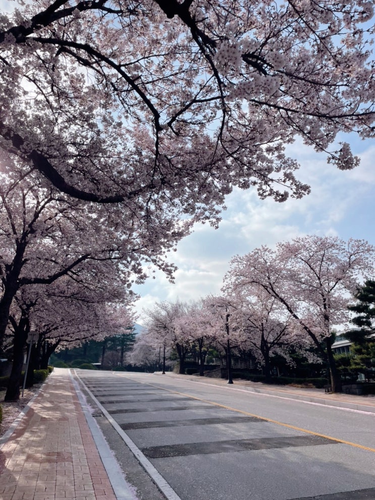  2026 벚꽃