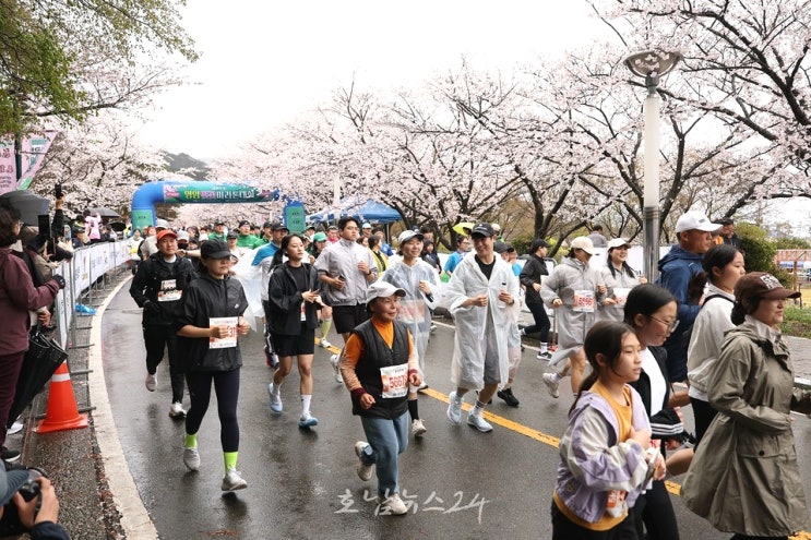  흩날리는 벚꽃길 따라 전국 3,500여 명 참가한 벚꽃마라톤대회·영암 왕인문화축제 개막