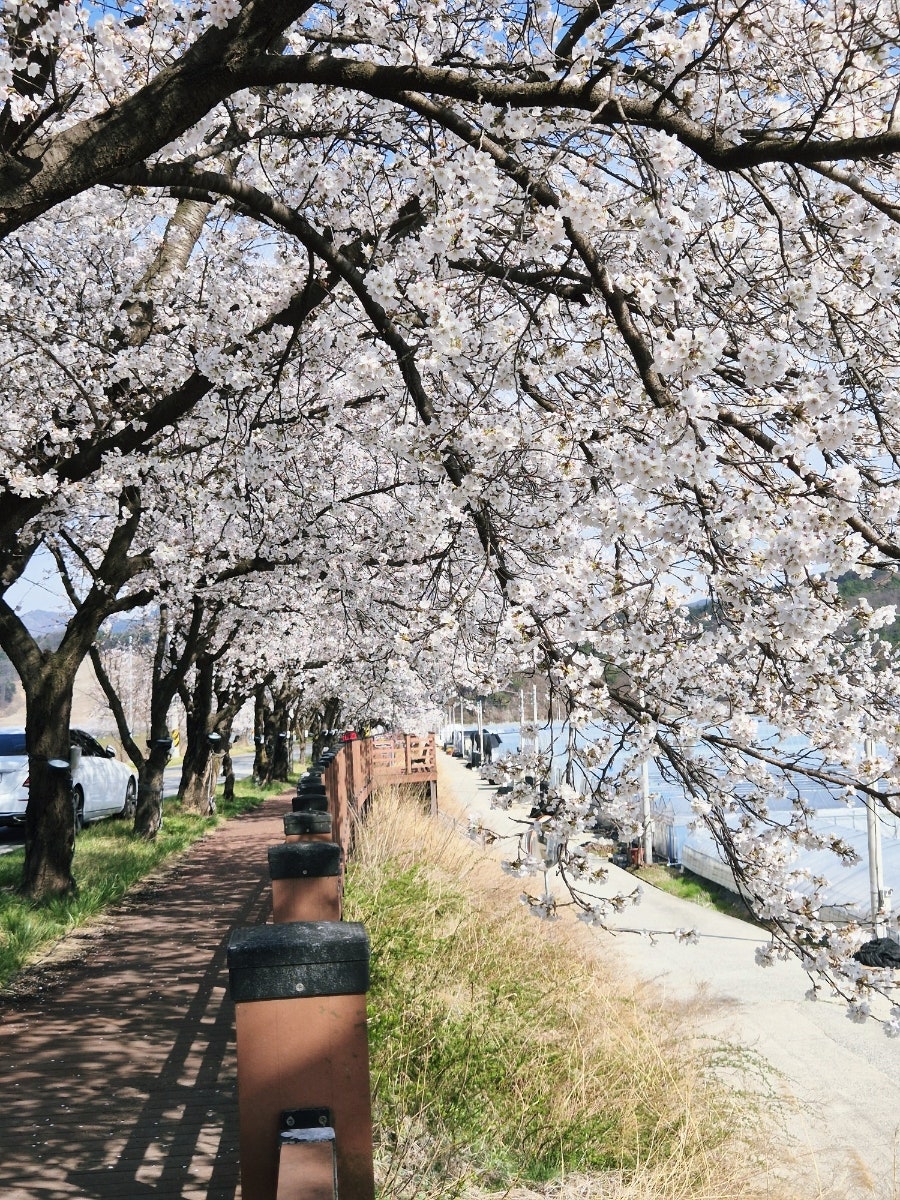 조마벚꽃길 사진 5