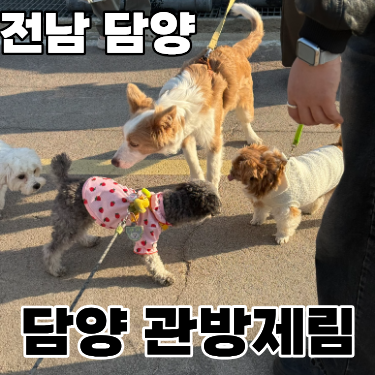  3월 21일 일상 // 담양 관방제림의 강아지 친구들