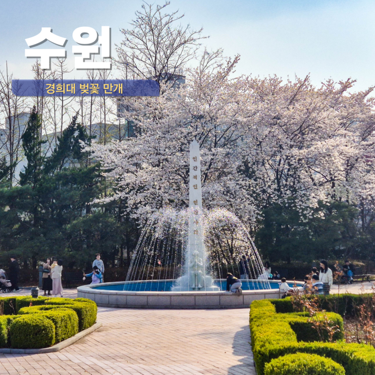  수원 용인 경희대 벚꽃 2026 실시간 개화 주차 요금 용인 벚꽃명소