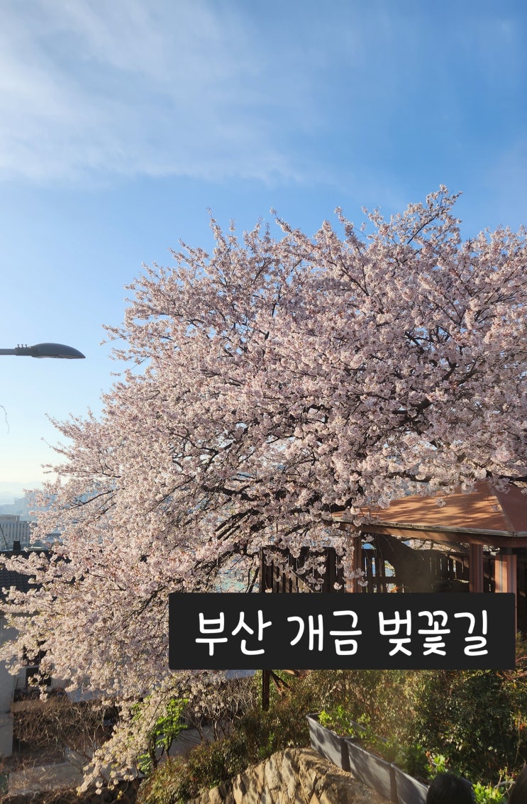  [부산 벚꽃 명소] 개금 벚꽃길 데크로드 산책후기 ㅣ 67번 버스 뚜벅이 코스 (넷플릭스 촬영지)