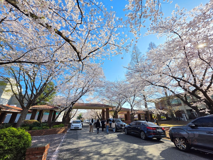  대전 카이스트 벚꽃 명소, 오리연못까지 봄 산책 완벽 코스