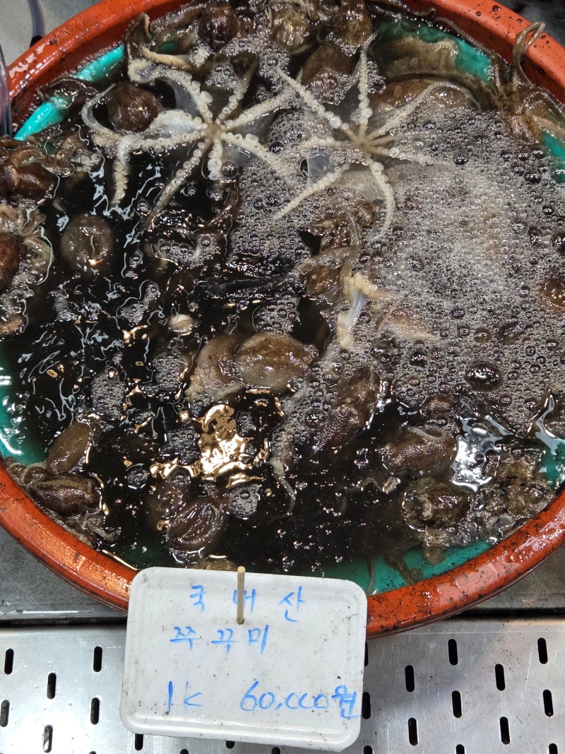강화 김포 대명항 쭈꾸미 시세 알쭈꾸미 가격 도다리 회포장 2026년 4월ㅣ이 가격 실화??