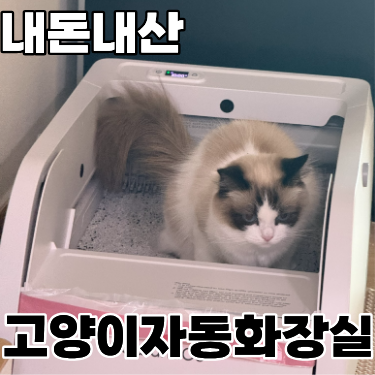  고양이 캣앤코 자동화장실 3개월 사용후기 // 내돈내산