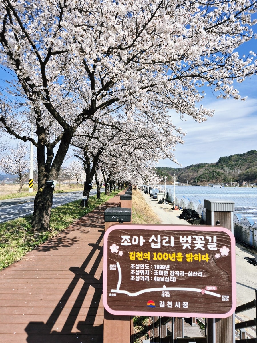 조마벚꽃길 사진 1