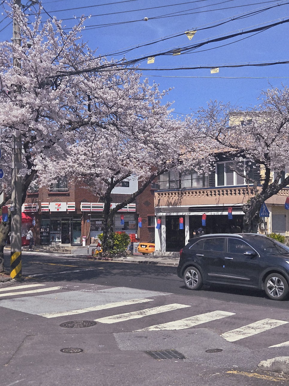단델리온 사진 1