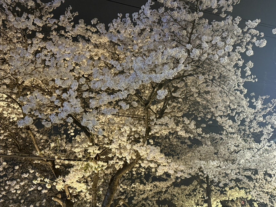 해피치 사진 3